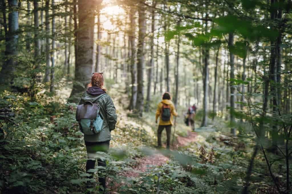 Group of young friends hikers with backpacks in the forest, walking in nature